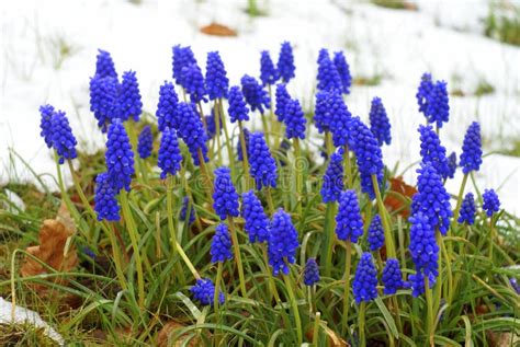 Grape Hyacinth Blue and Pink Stock Photo - Image of herbaceous ...