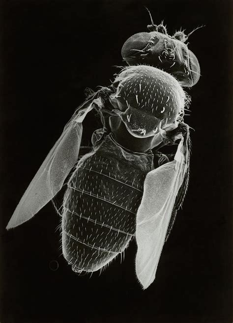 Sem Of The Fruit Fly Photograph By Dr Jeremy Burgess Science Photo