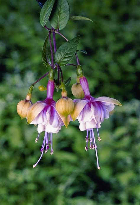 Flower Homes: Fuchsia Flowers