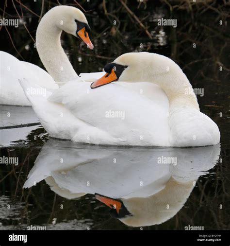 Mute Swan Cygnus Olor Stock Photo Alamy