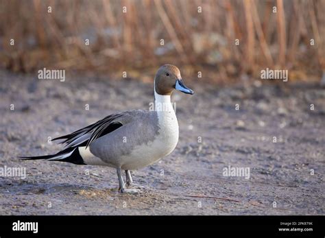 Northern Pintail Duck Male Anas Acuta Standing On The Shoreline On A