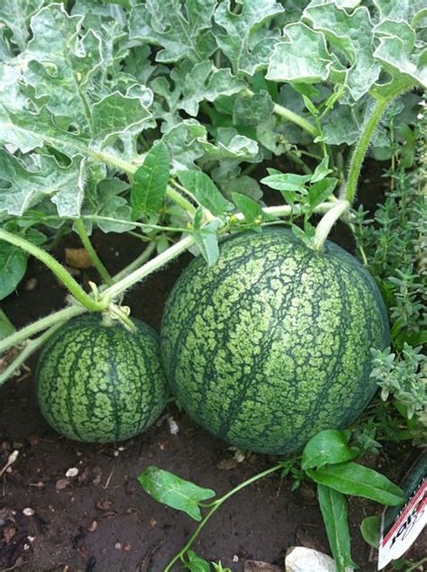 Watermelon Square Foot Gardening - Gardening Tips And Tricks