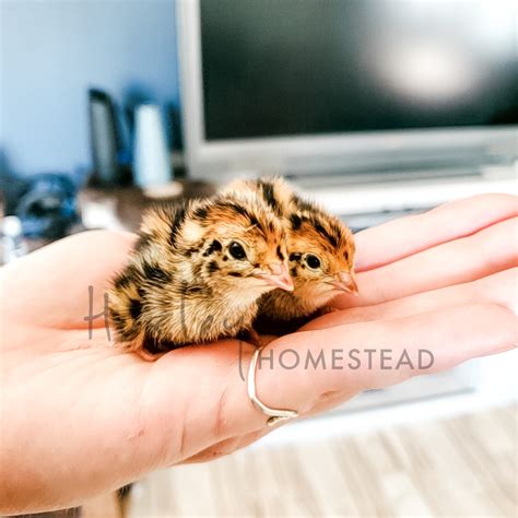 Jumbo Coturnix Quail Chicks - Huxley's Homestead