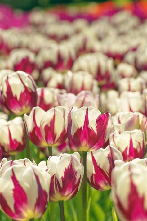 Tulip garden stock image. Image of colorful, flowers - 14082105