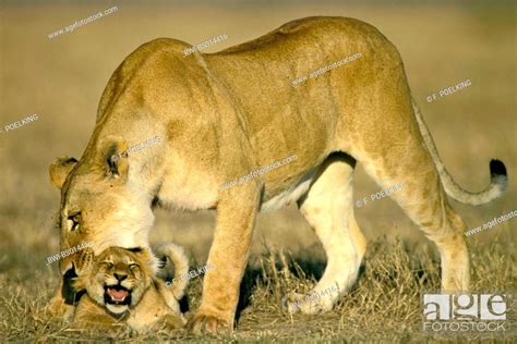 Lion Panthera Leo Lioness Biting Cub In The Neck Kenya Masai Mara