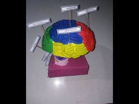 Maqueta Del Cerebro Youtube Maqueta Del Cerebro Como Hacer Un