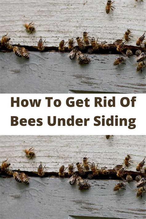 How To Get Rid Of Bees Under Siding In Getting Rid Of Bees Bee