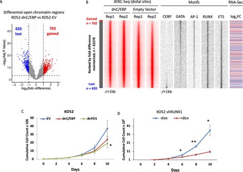 Expression Of Dominant Versions Of C Ebp And Fos Is Detrimental For