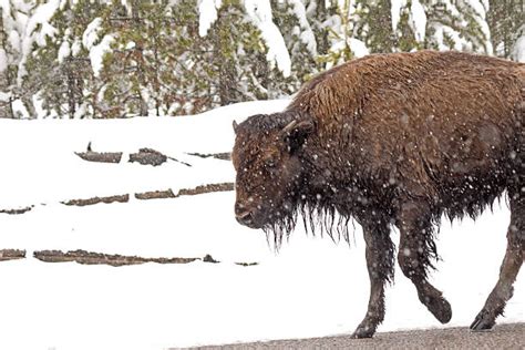 Bison Snow Storm Stock Photos, Pictures & Royalty-Free Images - iStock