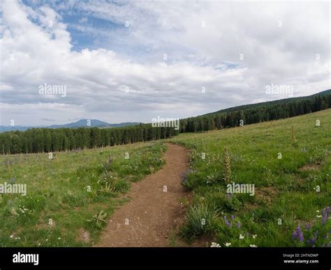 Worn Hiking Path Going Through A Grassy Field Eventually Entering A