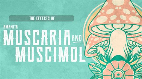 The Effects of Amanita Muscaria and Muscimol