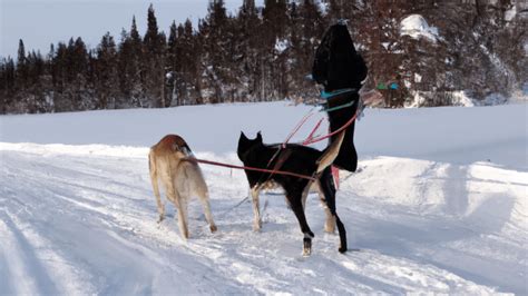 Balade en chien de traîneau au Canada tout ce quil faut savoir Terre