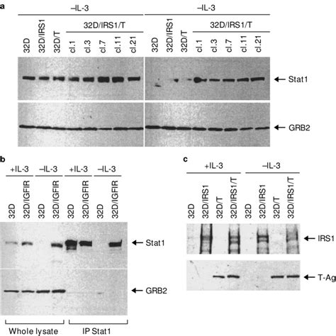 Levels Of Selected Proteins In D Cells And Derived Cell Lines In The