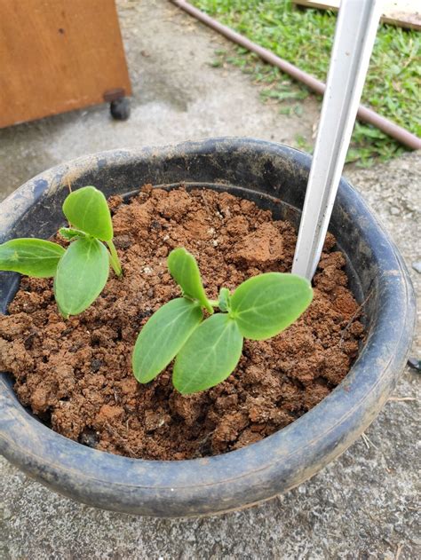 Cómo sembrar pepinos a partir de semillas 8 pasos homify Sembrar