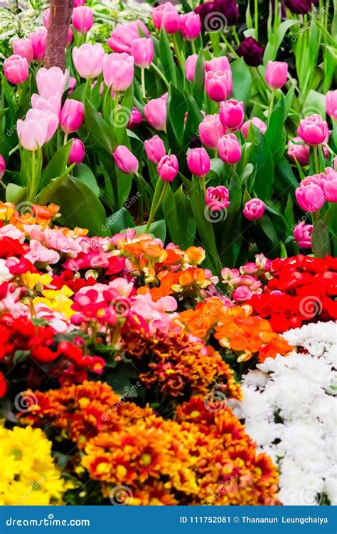 Tulipas Coloridas E Flores Que Florescem No Jardim Acolhedor Imagem De