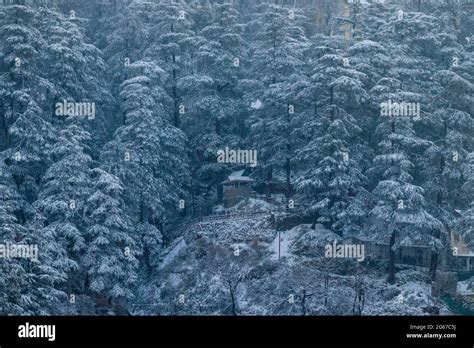 Latest views of Snowfall in Shimla Stock Photo - Alamy