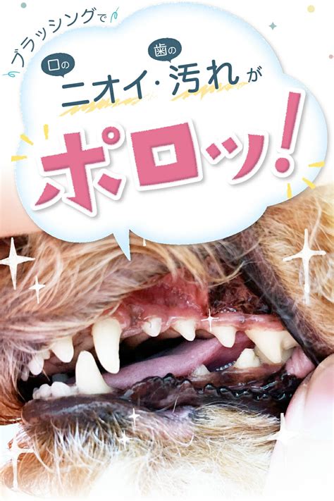 楽天市場限定クーポン配布中ニオワン 30g 犬 歯みがき 猫 歯磨き 犬 歯石取り 犬歯石取り 犬 歯石 犬 歯石除去 猫 犬 歯石