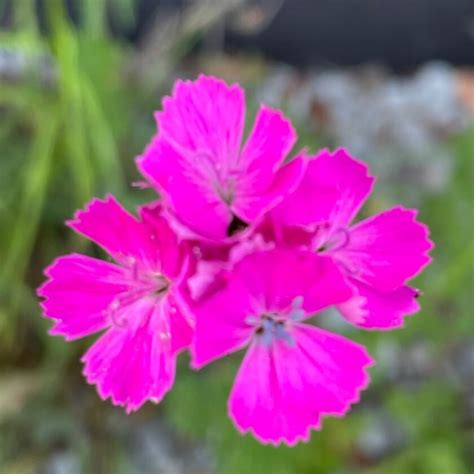 Kartäuser Nelke Dianthus carthusianorum