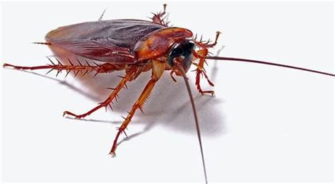 Cockroach Control Services At Best Price In Lucknow Id 18859171733