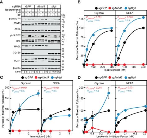 Frontiers Cytokine Mediated STAT3 Transcription Supports ATGL CGI 58