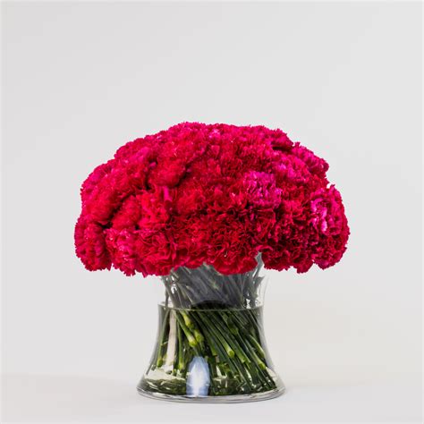 Simply 50 Hot Pink Carnations - Simply J'Adore Florist