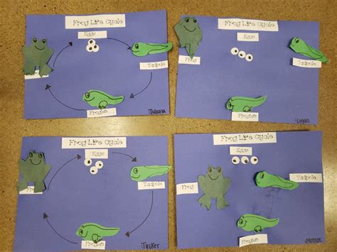 Worksheets And A Poster About The Frog Life Cycle For Preschoolers