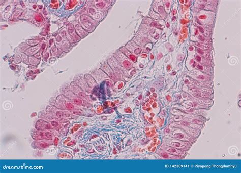 Histological Sample Simple Columnar Epithelium Tissue Under The