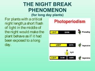 Photoperiodism | PPT