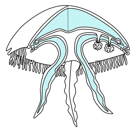 Discover the Intricate Patterns Behind a Jellyfish’s Stunning Diagram 5