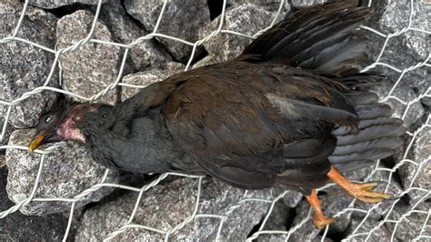 Bush Turkey Grave Sparks Animal Cruelty Fears At George Brown Botanic