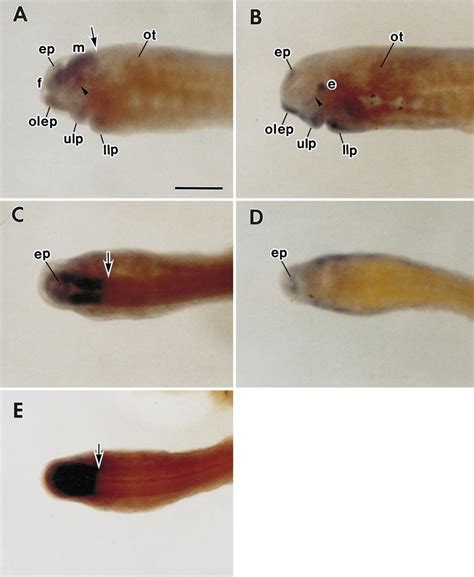 A E Whole Mount In Situ Hybridization The Stage 25 A D Or Stage 25