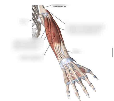 Superficial Extensors Of The Wrist Diagram Quizlet