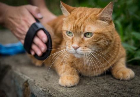 Bolas de pelo en los gatos Síntomas y tratamiento para eliminarlas