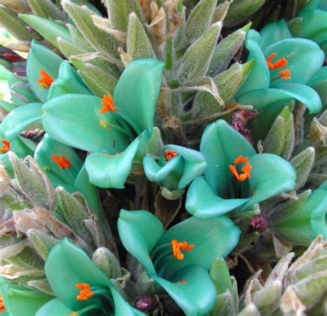 Puya Berteroniana Puya Alpestris Ssp Zoellneri Brom Lia Azul