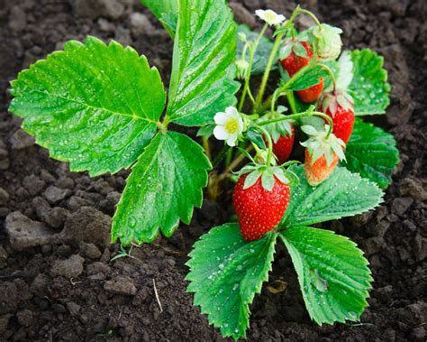 Strawberry Plants Not Producing | ThriftyFun