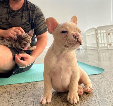 New Adorable Puppy Yoga Classes Offered In Vancouver Bc Vancouver Is