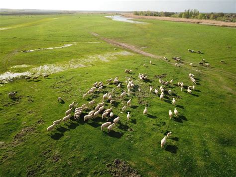 Aerial View of Sheep Flock on Spring Meadow Stock Image - Image of ...