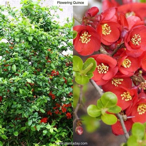 Plant A Day John Connors On Instagram Flowering Quince Chaenomeles