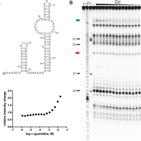 Gd V Motif Rna Binds Guanidine With Low Affinity A The Predicted