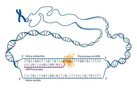 Adn Y Arn Procesos De Transcripci N