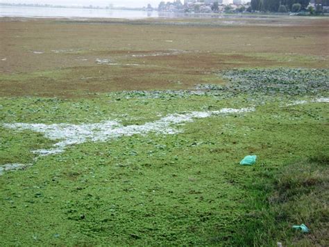 I Weptwith Me Wept The Dal Lake Environment And Food Security Concerns