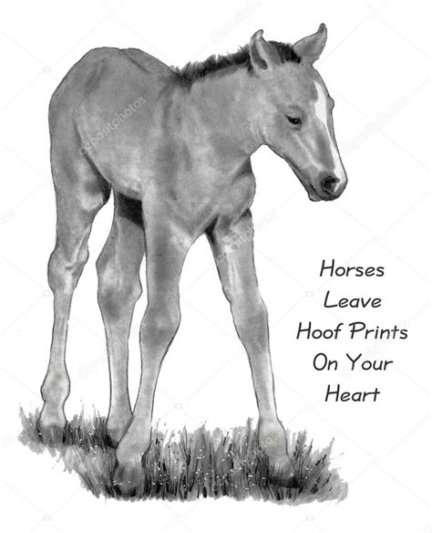 Pencil Drawing of Baby Horse, With Quote — Stock Photo © joyart #9030308