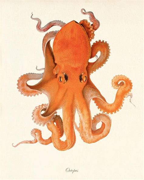 Oktopus Kunst Nautische Kunstdruck Set Ozean Leben Kunst Etsy De