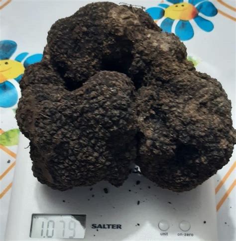 Trovato Un Maxi Tartufo Scorzone Da Oltre Un Chilo Mai Visto Nulla