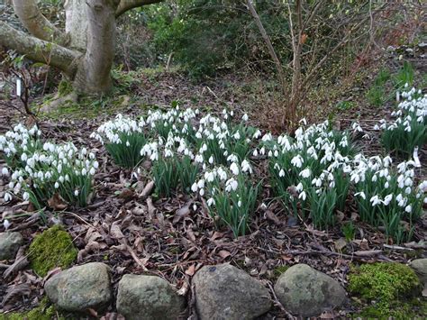 Snowdrop varieties worth growing in your garden