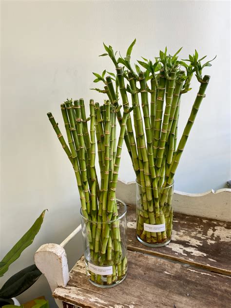 The Benefits Of Taking Care Of A Bamboo Plant Complete Guide