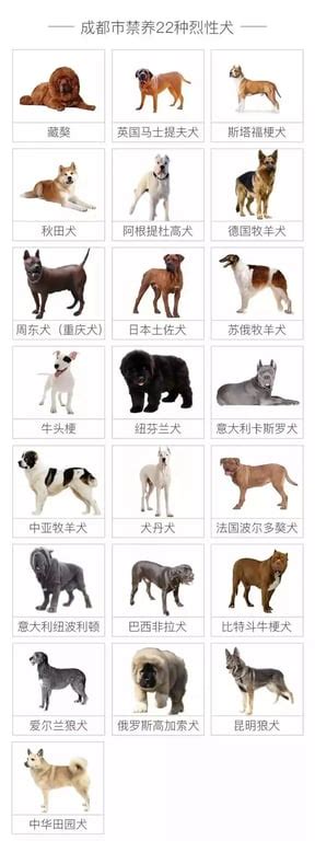 Animal Lovers Are Rallying Online For The “Chinese Rural Dog” - RADII