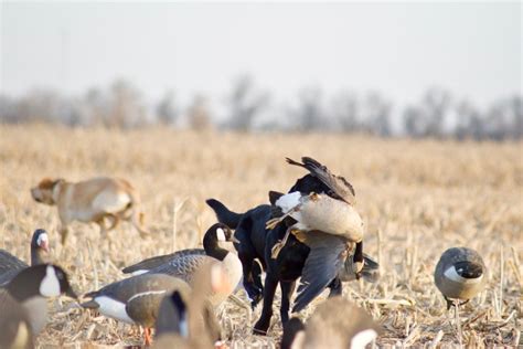 Goose Hunting Tips and Tactics | Outdoor Life