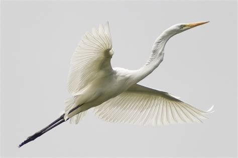 Ardea Alba 3, photograph, #1250849 - FreeImages.com