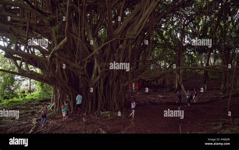 Banyan Tree In Hilo Hawaii Hi Res Stock Photography And Images Alamy